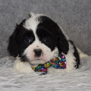 cavalier mixed puppies for sale in NJ