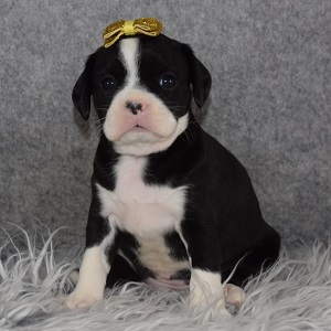 Caviston Puppies for Sale in VA