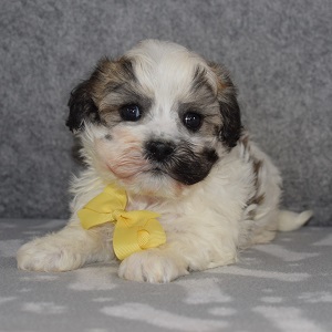 Havachon puppies for sale in PA