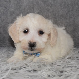 Maltese mix puppies for sale in NJ