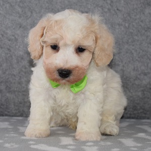 Bichonpoo puppies for sale in PA