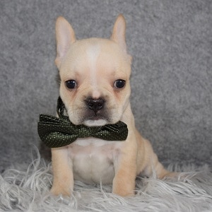 frenchton puppies for sale in DE