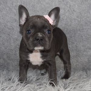 frenchton puppies for sale in MD