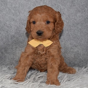 Cockapoo puppies for sale in NY