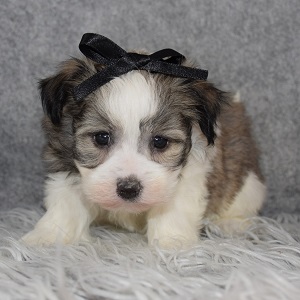 havanese puppies for sale in NY