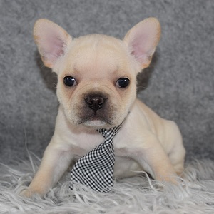 frenchton puppies for sale in NJ