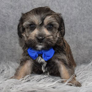 yorkie mixed puppies for sale in MD