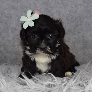 Shihpoo puppies for sale in wv
