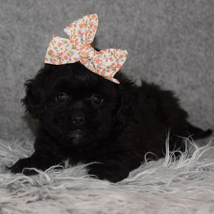 Shihpoo puppies for sale in VA