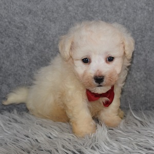 Bichon puppies for sale in MA