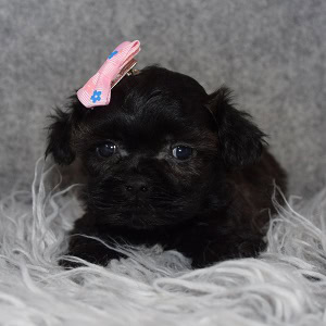 Shihpoo puppies for sale in VT