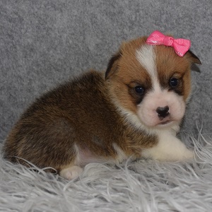 Corgi puppies for sale in NY