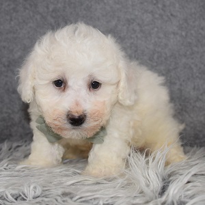 Bichon puppies for sale in CT
