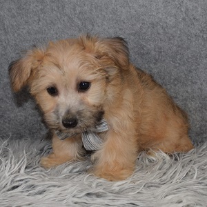 Yorkichon puppy adoptions in DE