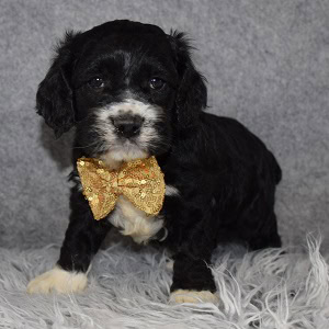 Cockapoo puppies for sale in ME