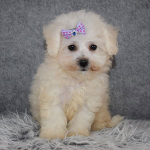 Bichon puppies for sale in VA