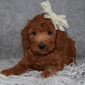 Poodle puppy adoptions in MD