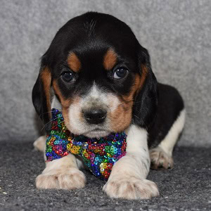 simon-beaglier-puppy-for-sale-in-va Beagle mix puppies for Sale