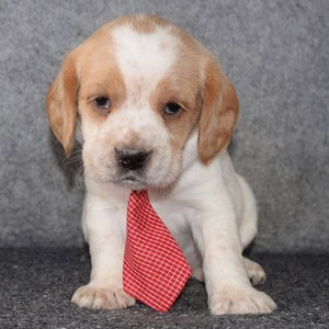 solomon-beaglier-puppy-for-sale-in-nj beagle mix puppies for sale in NJ